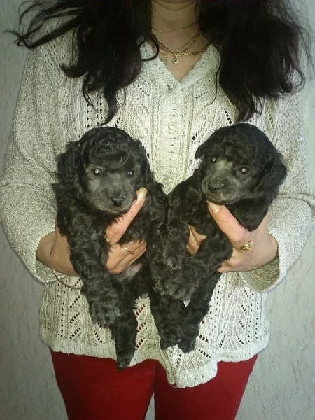 Prodám štěňata stříbrného trpasličího pudla