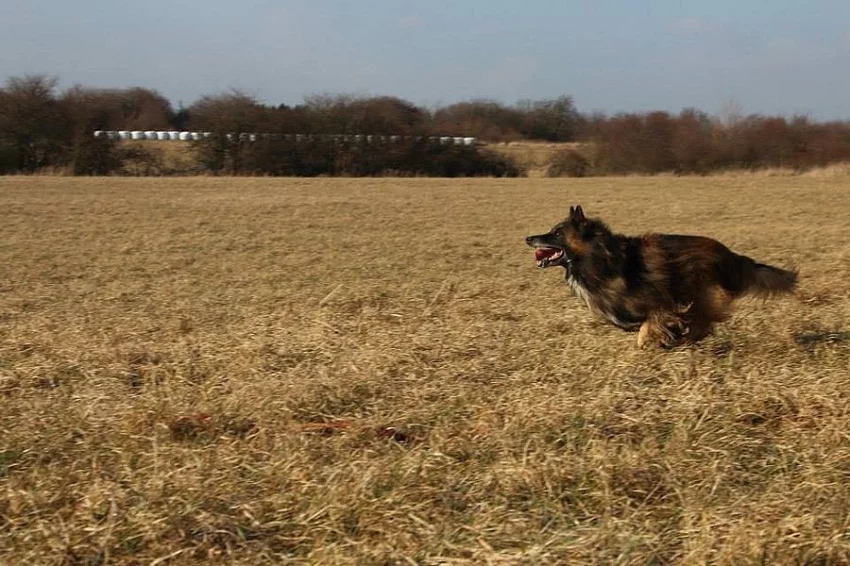 Angel od Soutoku Chlumce - belgický ovčák s PP