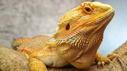 Krásné agamky zvyklé na kontakt - Agama vousatá