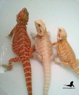 Krásné agamky zvyklé na kontakt - Agama vousatá