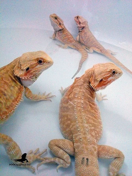 Krásné agamky zvyklé na kontakt - Agama vousatá