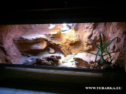 Krásné agamky zvyklé na kontakt - Agama vousatá