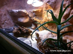 Krásné agamky zvyklé na kontakt - Agama vousatá