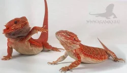 Krásné agamky zvyklé na kontakt - Agama vousatá