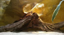 Terárium pro Agamku s možností dopravy po ČR