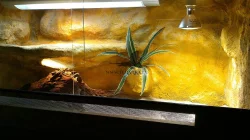 Terárium pro Agamku s možností dopravy po ČR