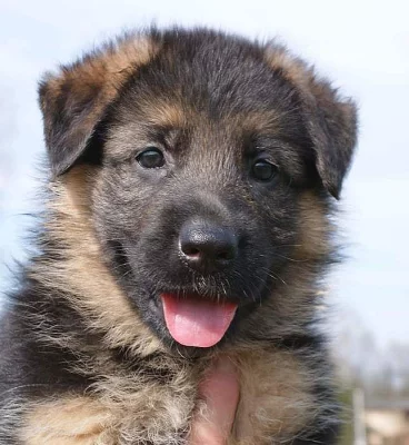 Německý ovčák-štěně