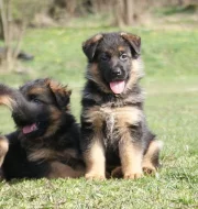 Německý ovčák-štěně