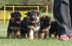 Německý ovčák-štěně