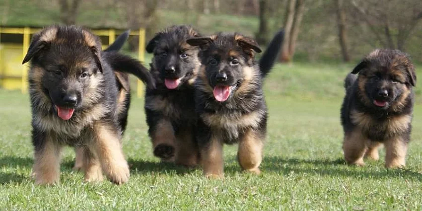 Německý ovčák-štěně