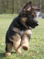 Německý ovčák-štěně