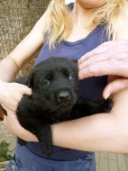 Prodám štěně něm. ovčáka