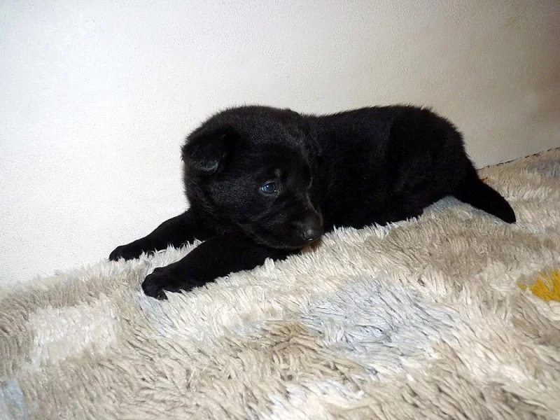 Prodám štěně něm. ovčáka