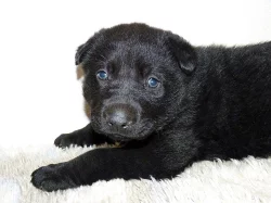 Prodám štěně něm. ovčáka