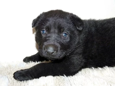 Prodám štěně něm. ovčáka