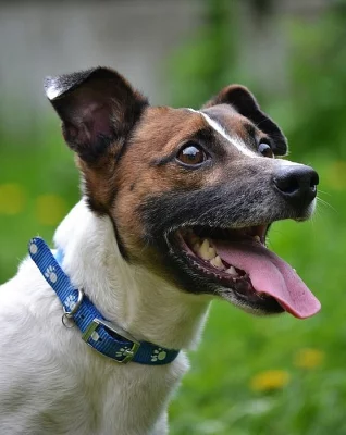 JACK - pes, x JRT, Jack Russell Teriér - HLEDÁ DOMOV