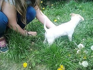 Čivava mini