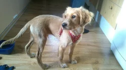 Prodám 5ti měsíční štěně pejska