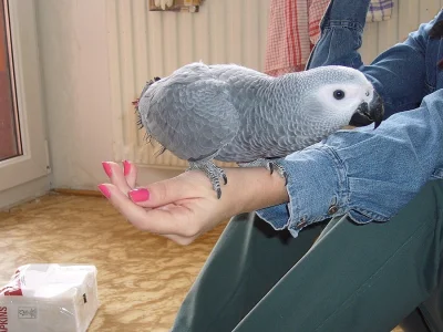 Prodám poslední letošní mládě papouška žako