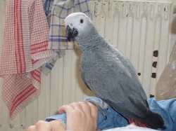 Prodám poslední letošní mládě papouška žako