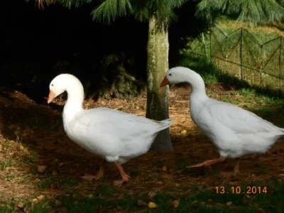 Snáškové kuřice,housata, mulardi,brojlerová kuřata