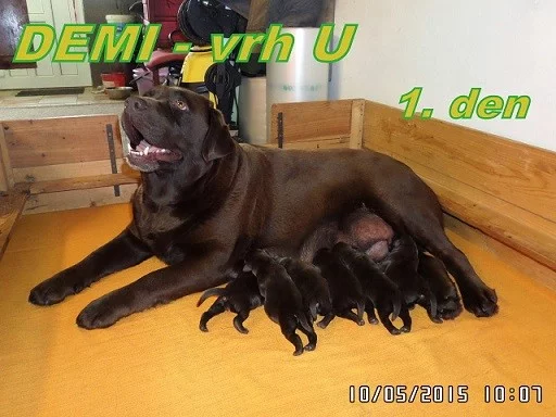 Čokoládový labrador