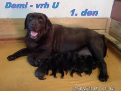 Čokoládový labrador