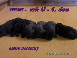 Čokoládový labrador