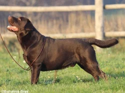 Čokoládový labrador