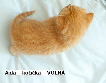 Prodáme PP Britská koťata Red Kitty