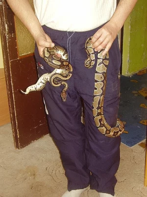Krajta královská python regius