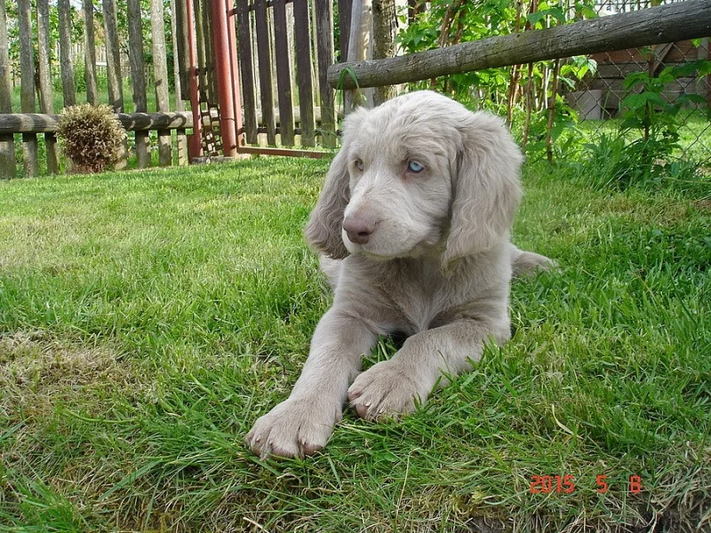 Štěně výmarského ohaře dlouhosrstého