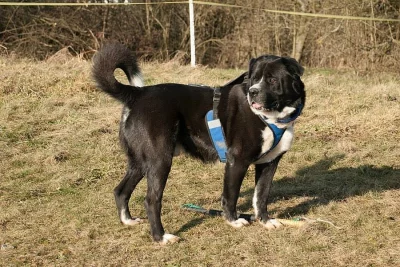 Max
