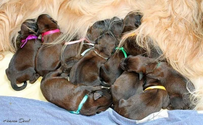 Briard - plavá štěňátka