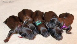 Briard - plavá štěňátka