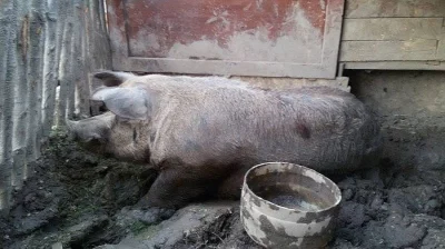 Prodám kance plemene Durlock