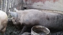 Prodám kance plemene Durlock