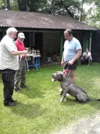BANDOG NA PRODEJ