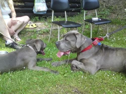 BANDOG NA PRODEJ