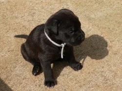 BANDOG NA PRODEJ