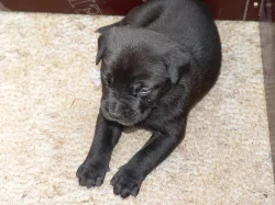 BANDOG NA PRODEJ