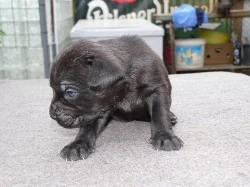 BANDOG NA PRODEJ