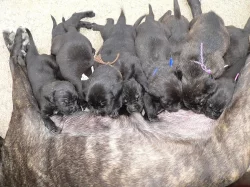 BANDOG NA PRODEJ