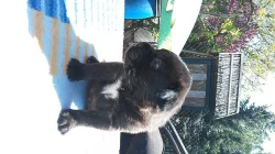 BANDOG NA PRODEJ