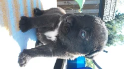 BANDOG NA PRODEJ