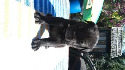 BANDOG NA PRODEJ
