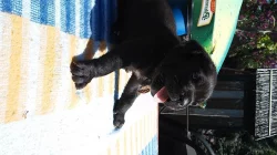 BANDOG NA PRODEJ