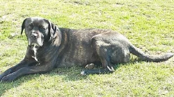 BANDOG NA PRODEJ