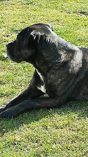 BANDOG NA PRODEJ