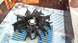 BANDOG NA PRODEJ